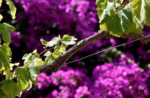 Sant'Agata sui Due Golfi House | Villa Asia Holiday Home