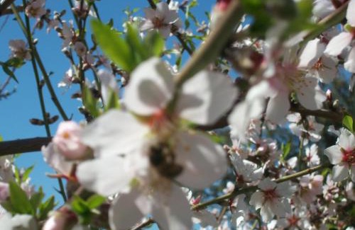 Montijos House | Villa Caya