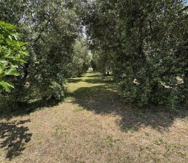 Cerveteri Bed & Breakfast | Villa La Giulia