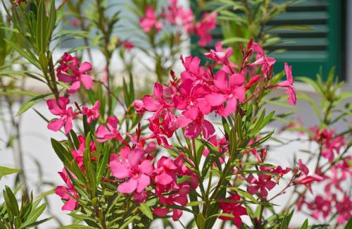 Ischia Porto Villa | Villa Maddalena Ischia anche a Natale con Giardino e Parcheggio - Perfetta per 6