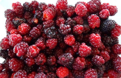 Santa Barbara Department Cabin | Villa Monte Reserve