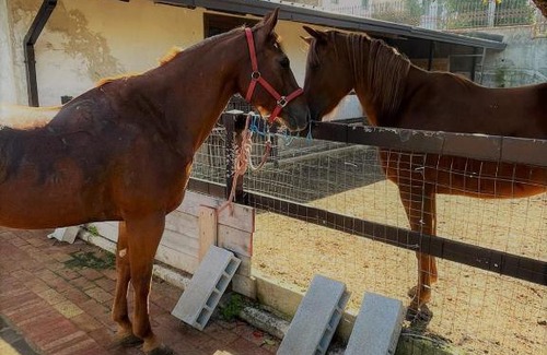 Cava de' Tirreni Apartment | Villa Morena