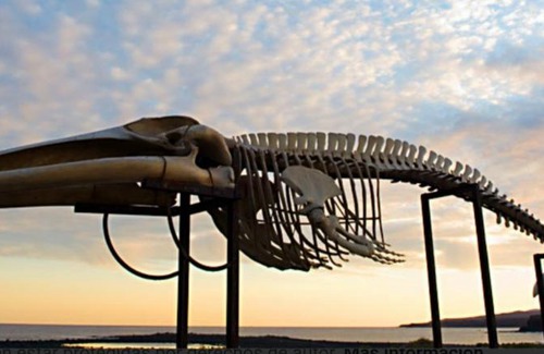 La Oliva House | Villa Oasis Ruth 8