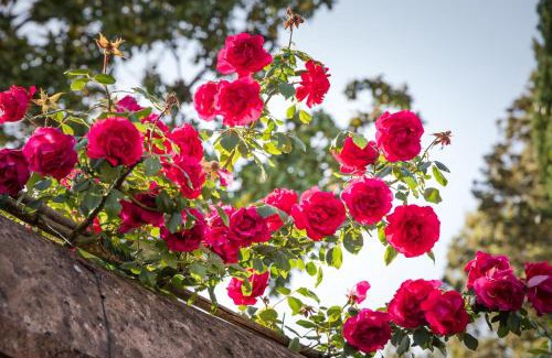Casciana Terme Villa | Villa Prato-Lami