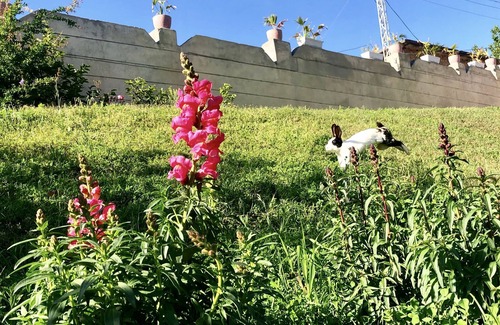 Khokhar Maira Villa | Villa Republika Central