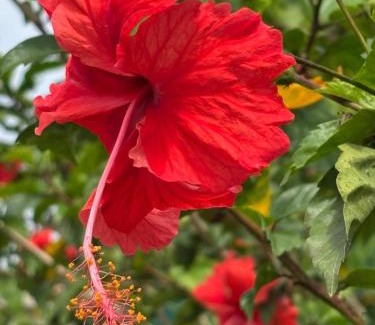 Port-Louis Apartment | villa Rony