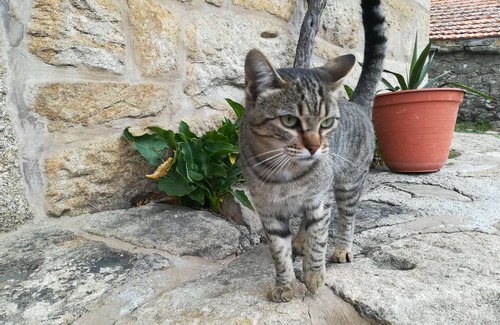 Castro Daire Cottage | Village of Moura Morta