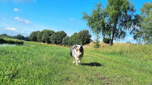 Heringhausen Apartment | Vinkennest am Diemelsee - Sonnenweg 44 - Kinderfreundliche Ferienwohnung mit Sauna, Terrasse, Garten und Seeblick!