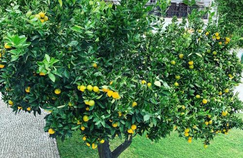 Evora House | Vintage Guest House - Casa do Escritor