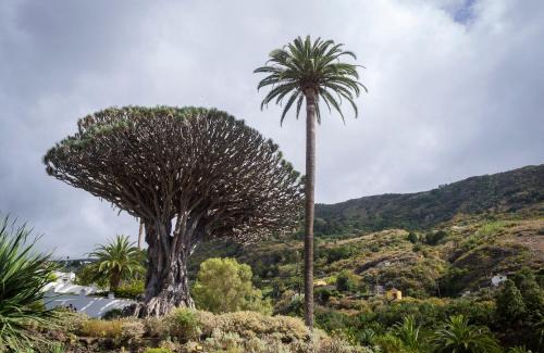 El Guincho Villa | Vista Del Drago