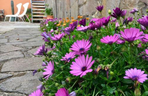 Tegueste Apartment | Vivienda vacacional el grillo feliz