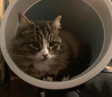 Dublin House | wake up with 2 cats on your face