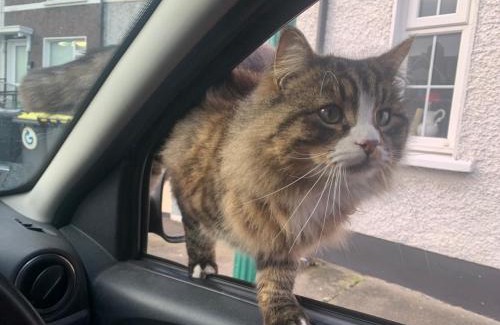 Dublin House | wake up with 2 cats on your face