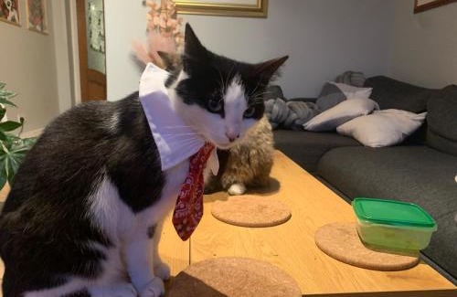 Dublin House | wake up with 2 cats on your face