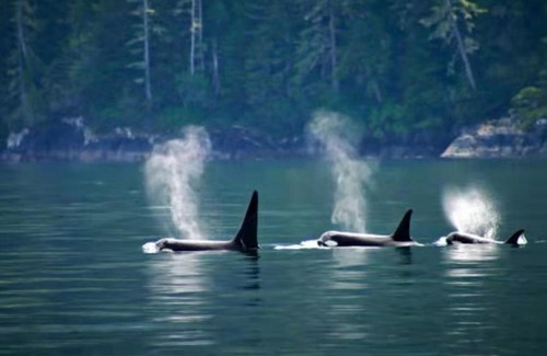 Chemainus House | Walkon Waterfront Castle Cove Inn