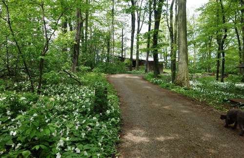Northport Cottage | Waterfront cottage on 10 acre bluff overlooking Lake Michigan. Very Private,Pets
