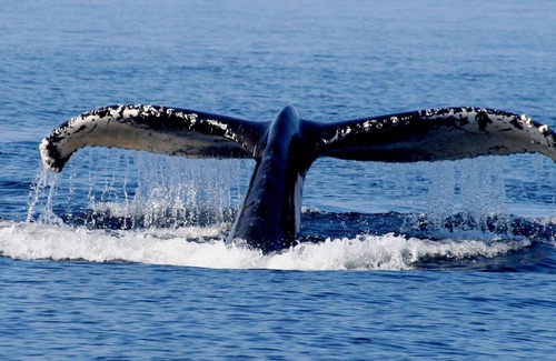 Regional District of Nanaimo Cottage | Waterfront Cozy Duplex Studio Hot tub BBQ clams/oysters kayak rentals