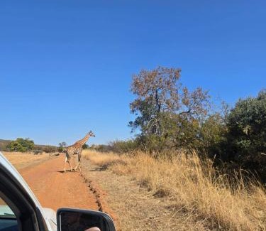Cullinan Other | Wildland Safaris