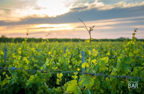 Dreischor House | Wine-Barrel Rivaner