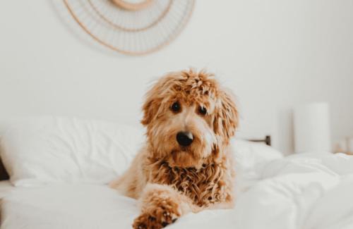 New Castle Hotel | Wingate by Wyndham New Castle - Glenwood Springs