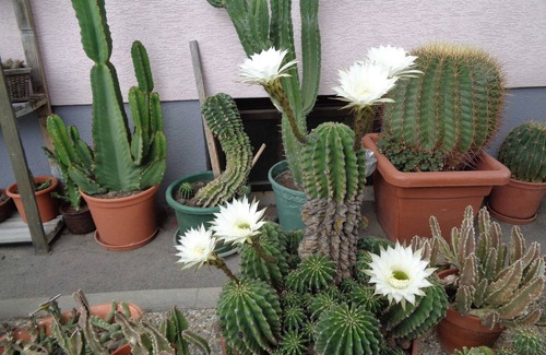 Sitzenberg-Reidling Apartment | Wohnhaus - Gästehaus Schlossblick