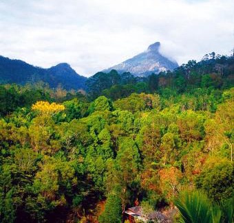 Mount Warning Cabin | Wollumbin Palms Rainforest Retreat