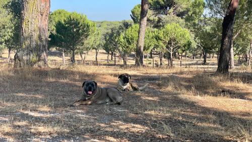 Palmela Ski Chalet | Wooden House - Monte da Cortiça