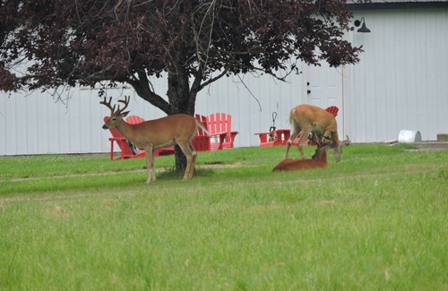 Kalispell House | Working Llama Farm Experience Located Just 30 Minutes From Glacier National Park