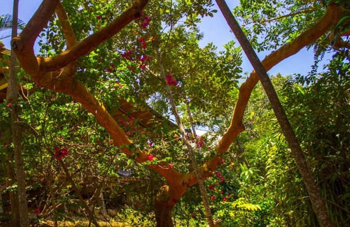 Tarapoto Cabin | Yacumaman Sanctuary