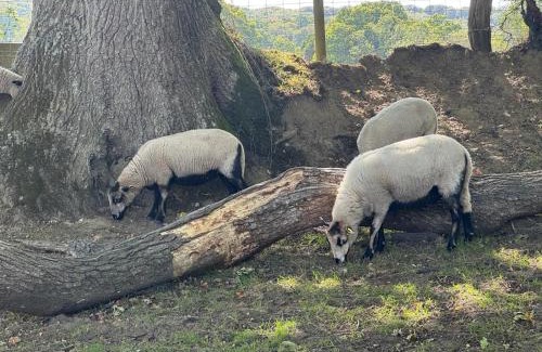 New Forest District House | Yew Tree Cottage