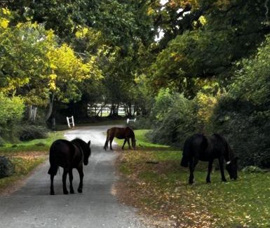New Forest District House | Yew Tree Cottage