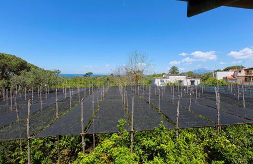 Sant'Agnello Apartment | YourHome - Jolly Pini Apartment