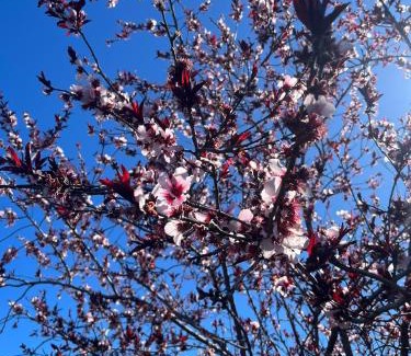 Santiago del Teide Apartment | Zulia Suites, Masca, Teide, Los Gigantes, Excursions, AC, Wifi-5