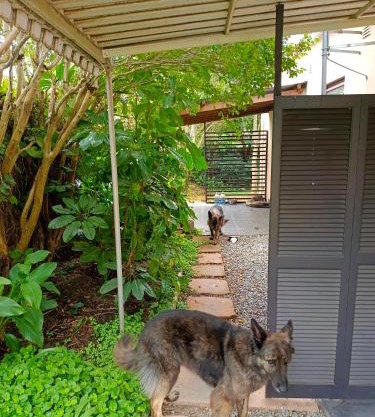 33 on Smuts Selborne