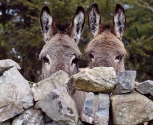 Agriturismo Armienti