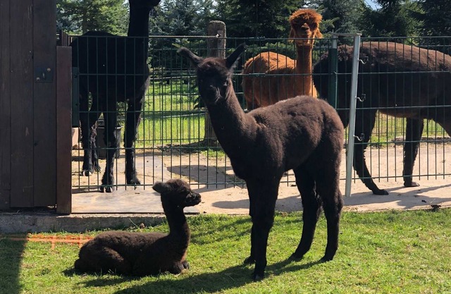 Apartment Alpacas in the fog
