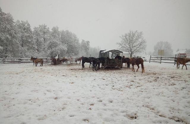 Appartement 100 m2 Dans Ferme Équestre en Activité Animaux de Compagnie Acceptés