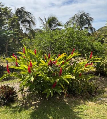 Au Gré des Alizés - Kaz Soley Péyi