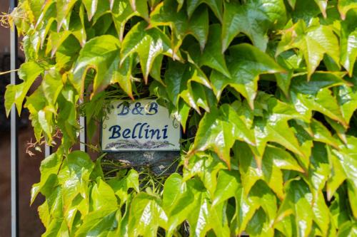 B&B Bellini