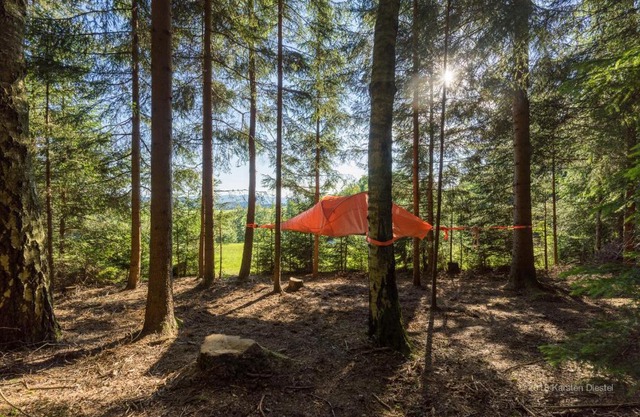 Baumzelt am Waldesrand