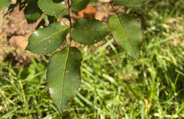 Best of Vermont: 3 bedroom on 10 acres