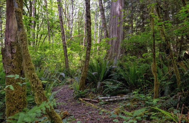 Birds' Nest View: 2 bedroom home apartment with forested walking paths