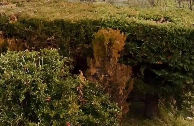 BLUE APARTS - Garden Superior