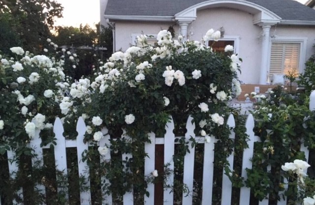 California Dreaming! Elegant White Cottage, Venice Beach Happy holidays here!