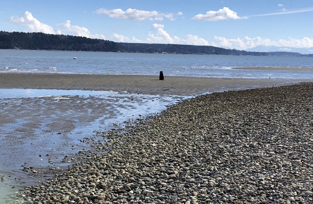 Camano Island on the beach