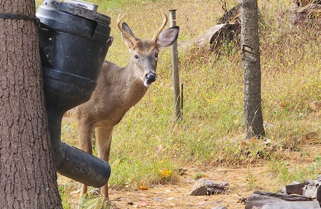 Charming 3-bedroom cabin with WiFi, AC in tranquil Waterville