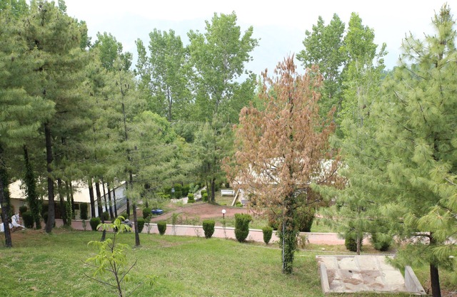 Chinar Family Resort
