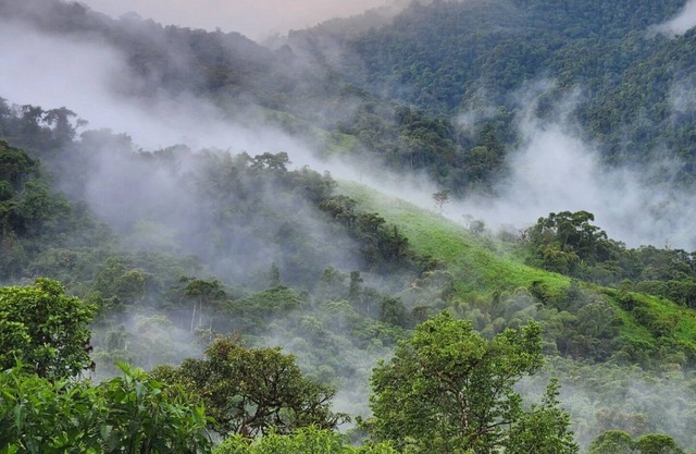 Cloud forest retreat