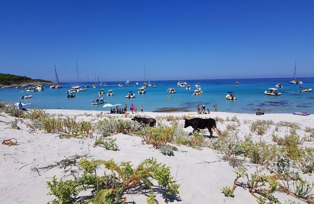 Contemporary villa equipped with a swimming pool near the beach