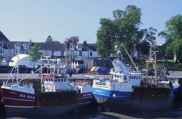 CORBIE NEIST: Overlooking Kirkcudbright Harbour